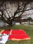 高校花見.jpeg